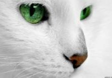 Схема вышивки «№253887»