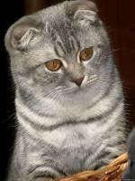 №253890 - оригинал