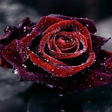 Схема вышивки «№253911»