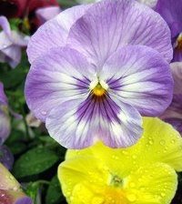 Схема вышивки «анютины глазки»