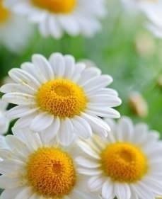 №254007 - цветы, весна, ромашка, ромашки - оригинал