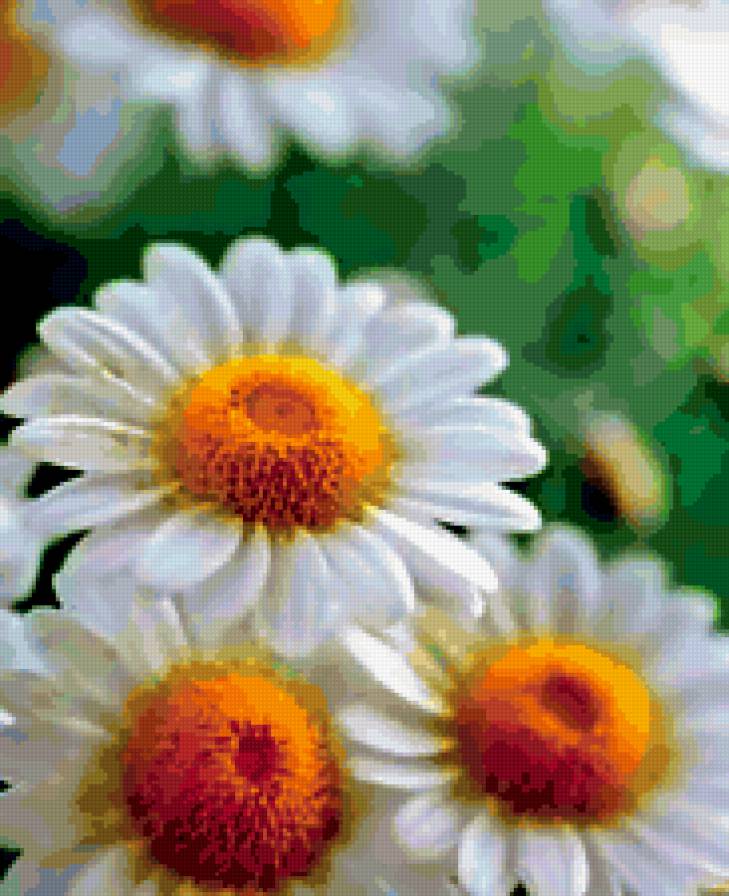 №254007 - цветы, весна, ромашка, ромашки - предпросмотр