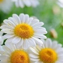 Схема вышивки «№254007»