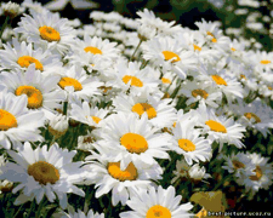 №254013 - поляна, ромашка, цветы, ромашки, весна - предпросмотр