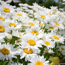 Схема вышивки «№254013»