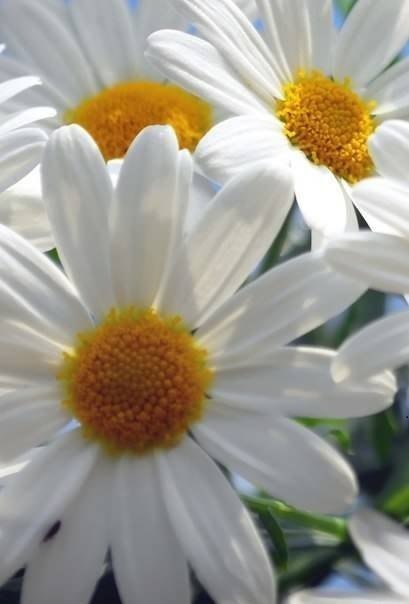 №254030 - ромашка, подушка, цветок, цветы - оригинал