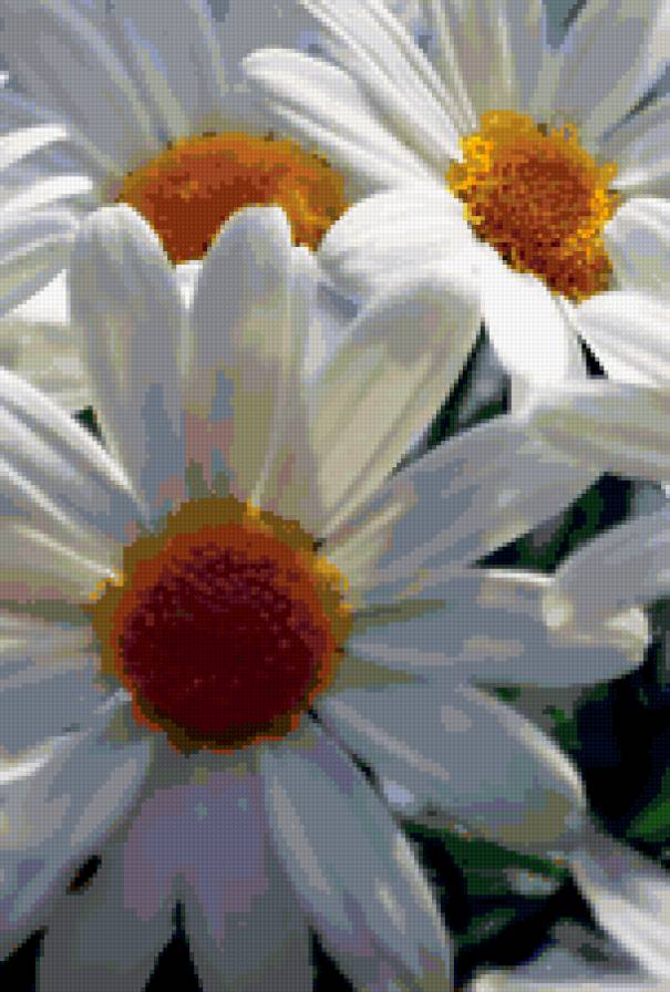 №254030 - цветы, ромашка, подушка, цветок - предпросмотр