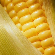 Схема вышивки «кукуруза»