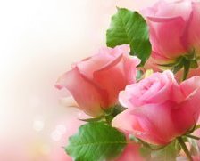 Схема вышивки «Нежная роза»