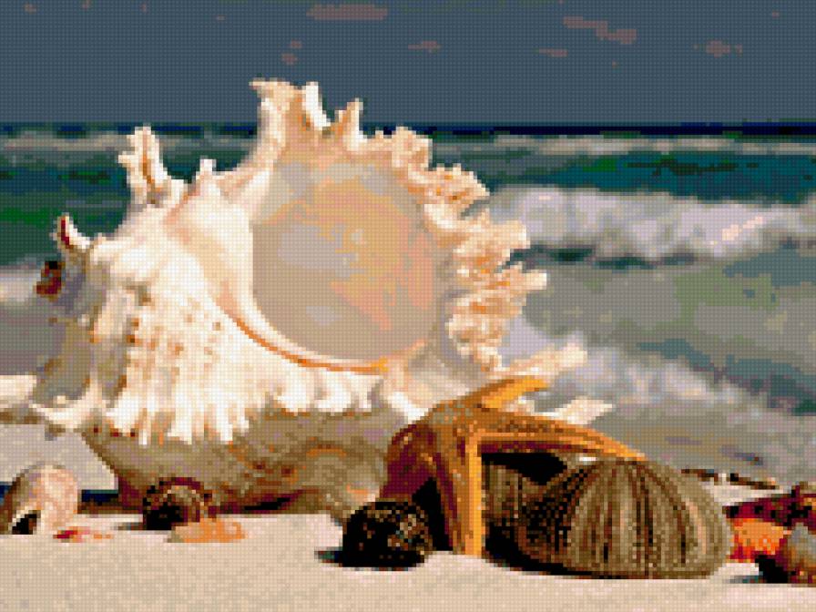 море - пляж, ракушки, море, природа - предпросмотр