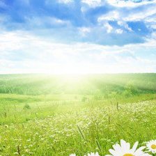 Схема вышивки «Поле и ромашки»