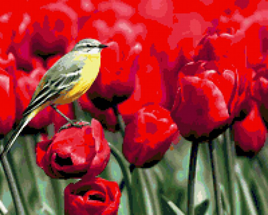 Птичка на тюльпане - природа, птица, тюльпан, цветы - предпросмотр