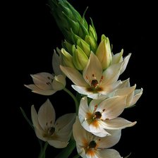 Схема вышивки «цветочки»