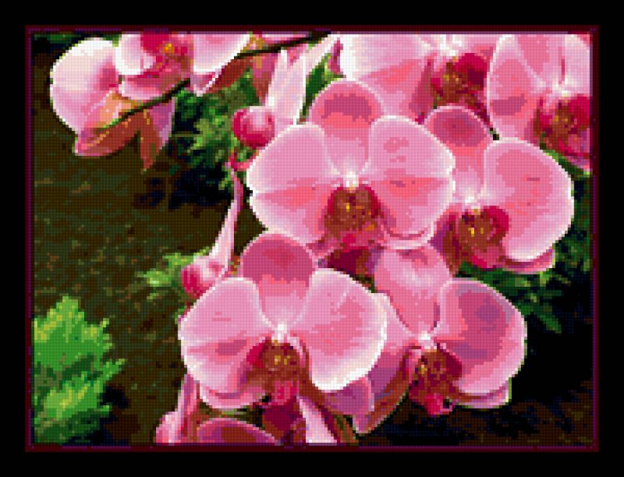 орхидеи - предпросмотр