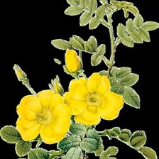 Схема вышивки «Серия "Букет"»