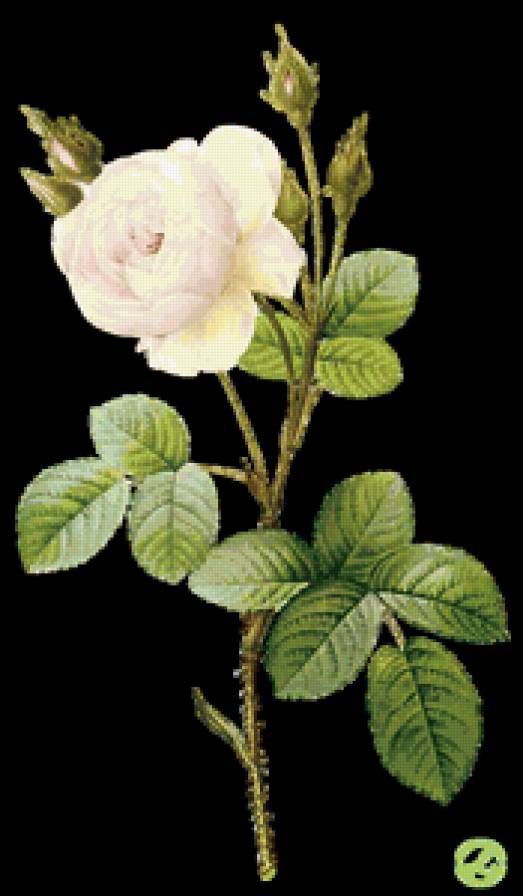 Серия "Букет" - букет, розы, цветы - предпросмотр