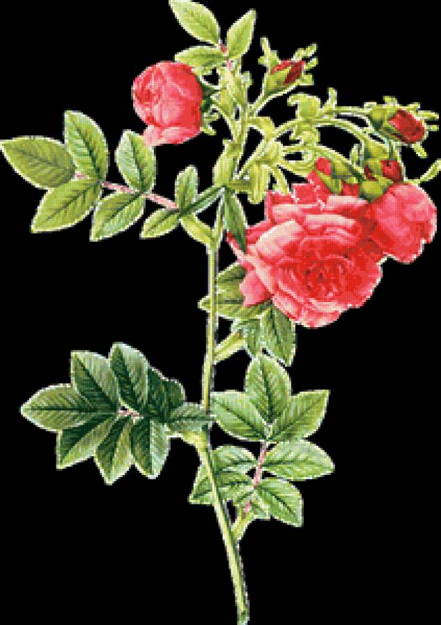 Серия "Букет" - букет, розы, цветы - предпросмотр