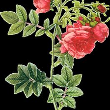 Схема вышивки «Серия "Букет"»