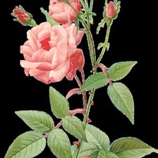 Схема вышивки «Серия "Букет"»