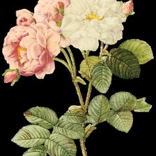 Схема вышивки «Серия "Букет"»