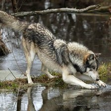 Схема вышивки «0049»