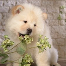 Схема вышивки «№254529»