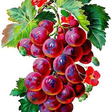 Схема вышивки «Янтарная гроздь»