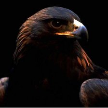 Схема вышивки «птица»