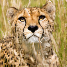 Схема вышивки «Гепард»