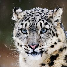 Схема вышивки «Барс»