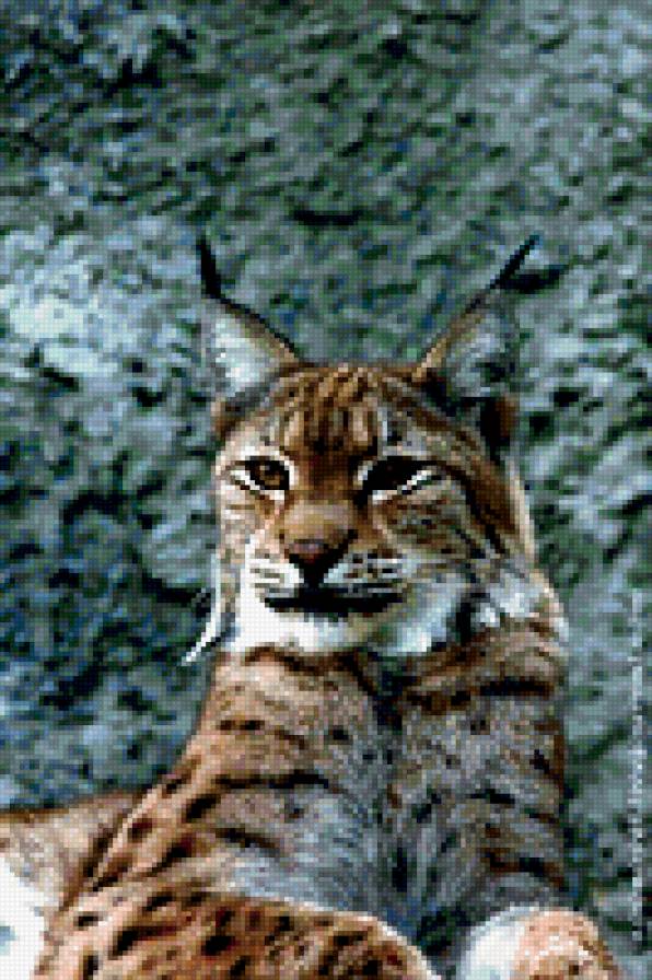 кошачьи - предпросмотр