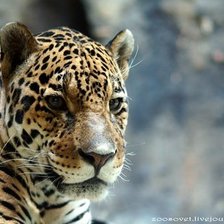 Схема вышивки «№254839»