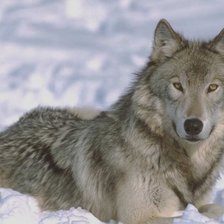 Схема вышивки «санитар леса»