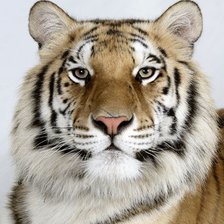 Схема вышивки «№254956»