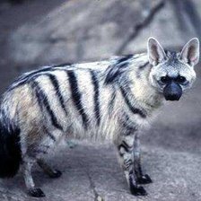 Схема вышивки «собачьи»