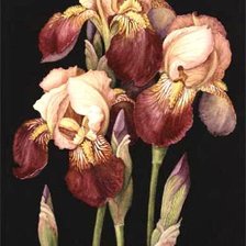 Схема вышивки «№254989»