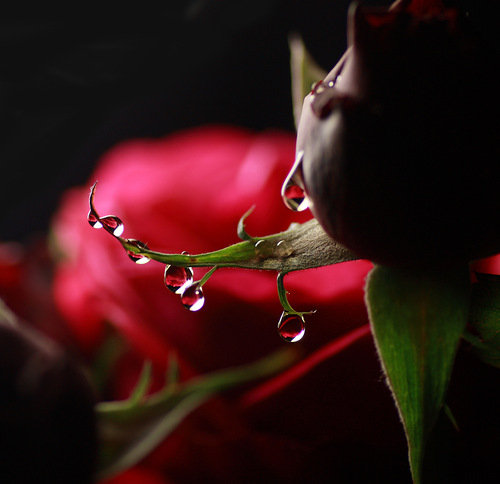 черная роза - букет, цветы - оригинал