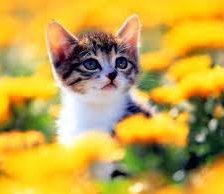 Схема вышивки «№255041»