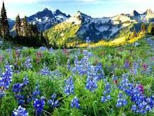 Схема вышивки «№255046»