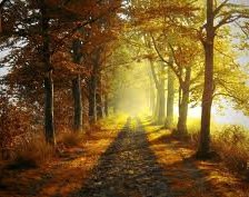 Схема вышивки «№255073»