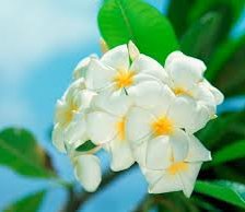 Схема вышивки «№255074»