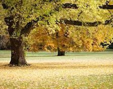 Схема вышивки «№255084»