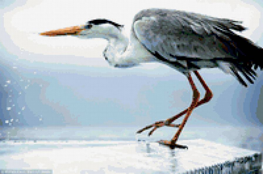 цапля - предпросмотр