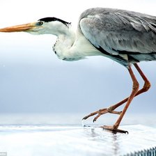 Схема вышивки «цапля»