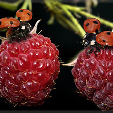 Схема вышивки «№255188»