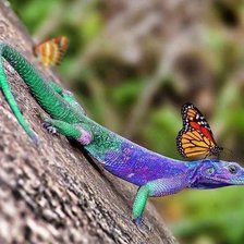 Схема вышивки «ящерица»