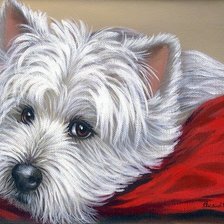 Лежачий вест- хайленд