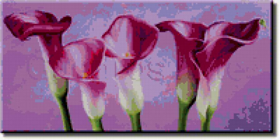 Каллы - каллы, цветы, букет - предпросмотр