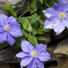 Схема вышивки «Клематисы»