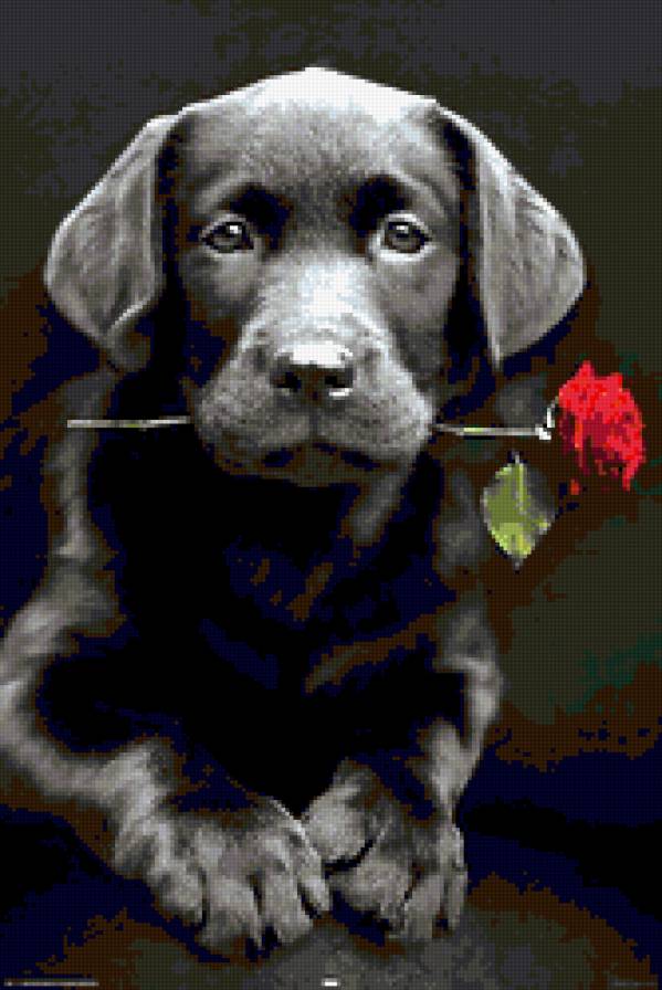 собака - тварини - предпросмотр